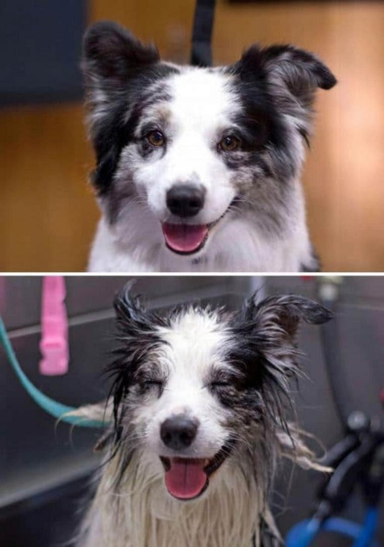 1749593058 552 15 imagens divertidas de caes antes e depois do banho
