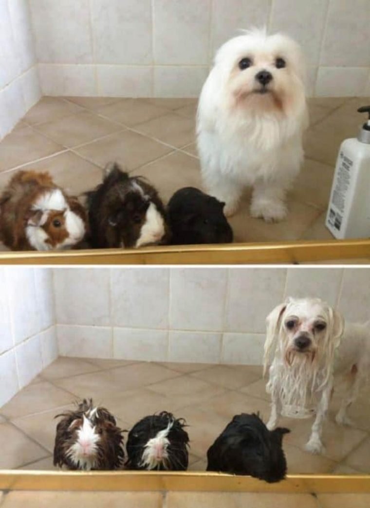 1749593058 62 15 imagens divertidas de caes antes e depois do banho