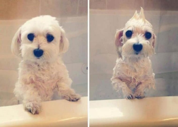 1749593058 928 15 imagens divertidas de caes antes e depois do banho