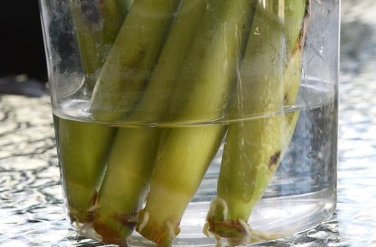 1749595450 958 10 vegetais que podem ser cultivados em casa facilmente em