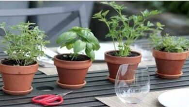 1749597848 Conheca 4 plantas que protegem seu cerebro de Alzheimer ansiedade conheça 4 plantas que protegem seu cérebro de alzheimer