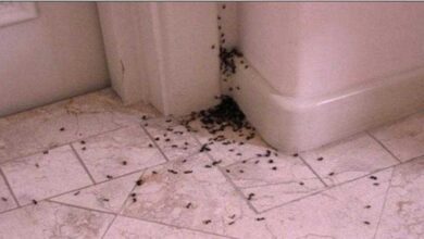 Livre-se das Formigas com essa Receita Simples e Econômica