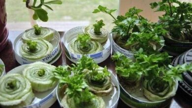 7 vegetais para você plantar uma vez e que crescerem para sempre 4