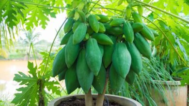 Como cultivar mamão em vasos: guia completo de cuidados