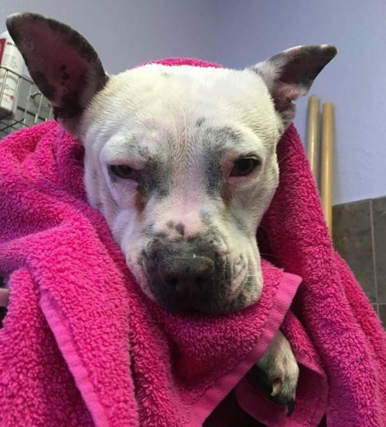 1749675548 652 Cao que passou anos acorrentado finalmente voltou a ser um