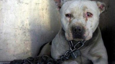 Cão que passou anos acorrentado finalmente voltou a ser um “cão de verdade”