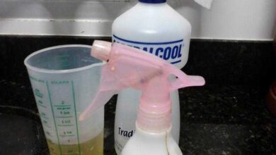 Receitas para acabar com os mosquitos em casa