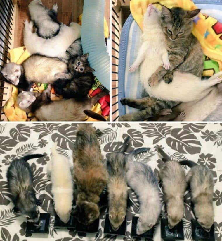 15 fotos do antes e depois de animais que cresceram juntos