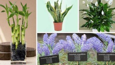 11 plantas que podem ser cultivadas no escritório para reduzir o estresse