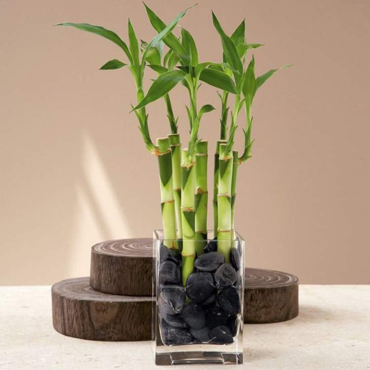 1749688868 334 11 plantas que podem ser cultivadas no escritorio para reduzir Bambu é uma das plantas que podem ser cultivadas no escritório para reduzir o estresseé uma das plantas que podem ser cultivadas no escritório para reduzir o estresse