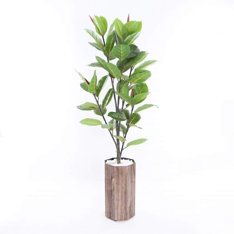 1749688868 685 11 plantas que podem ser cultivadas no escritorio para reduzir Seringueira é uma das plantas que podem ser cultivadas no escritório para reduzir o estresse