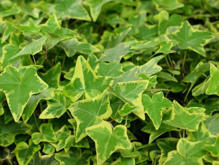 1749688868 763 11 plantas que podem ser cultivadas no escritorio para reduzir Ivy é uma das plantas que podem ser cultivadas no escritório para reduzir o estresse