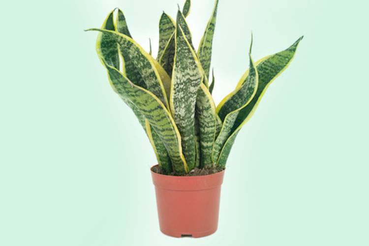 1749688868 903 11 plantas que podem ser cultivadas no escritorio para reduzir Espada-de-São-Jorge é uma das plantas que podem ser cultivadas no escritório para reduzir o estresse