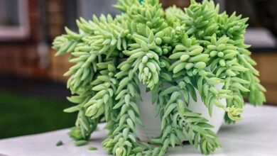 Como cultivar suculenta rabo de burro em casa