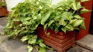 Conheça a planta que purifica o ar da sua casa