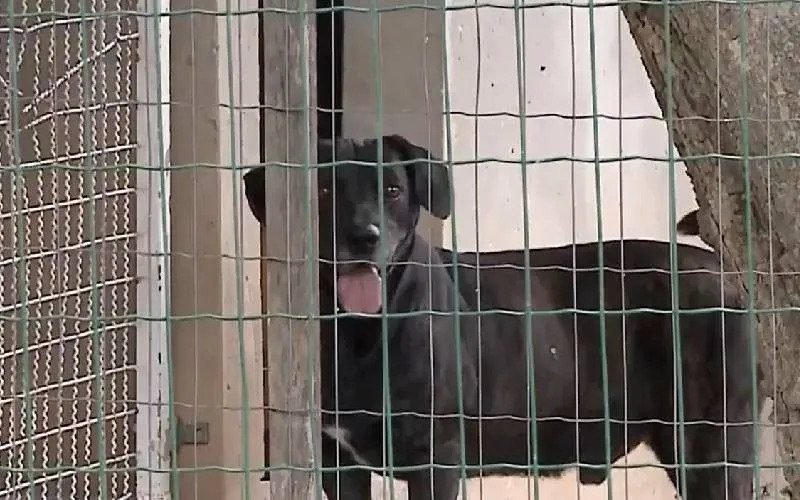 1749692341 639 Cachorro nao aguenta de saudade e foge para o lar