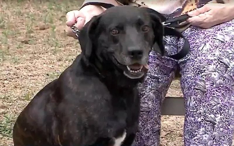 1749692341 695 Cachorro nao aguenta de saudade e foge para o lar