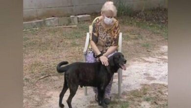 Cachorro não aguenta de saudade e foge para o lar de idosos para morar junto com sua dona