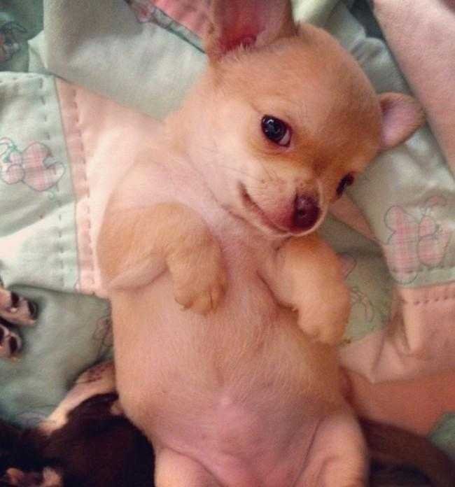 1749702908 106 24 Fotos provando que os chihuahuas sao sim fofos e