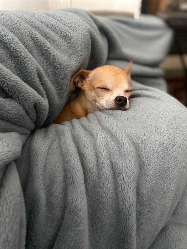 1749702908 567 24 Fotos provando que os chihuahuas sao sim fofos e