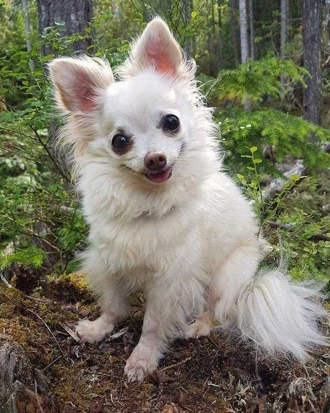 1749702908 877 24 Fotos provando que os chihuahuas sao sim fofos e