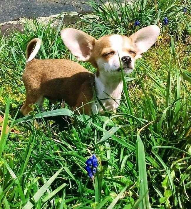 1749702909 125 24 Fotos provando que os chihuahuas sao sim fofos e