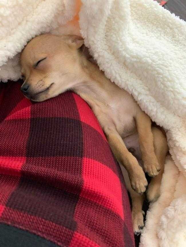 1749702909 264 24 Fotos provando que os chihuahuas sao sim fofos e