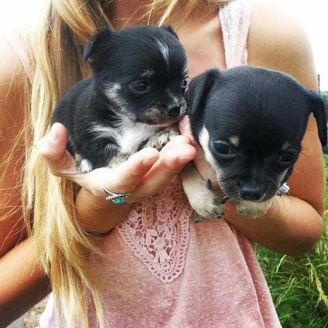 1749702909 387 24 Fotos provando que os chihuahuas sao sim fofos e
