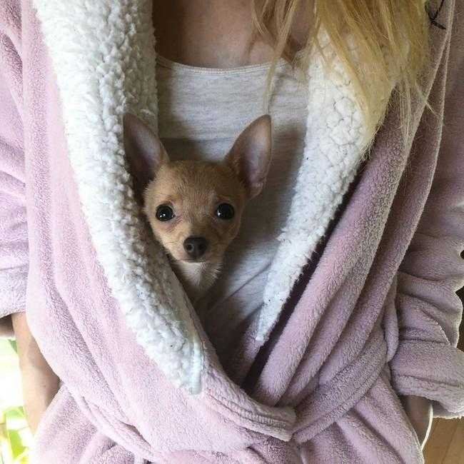 1749702909 524 24 Fotos provando que os chihuahuas sao sim fofos e