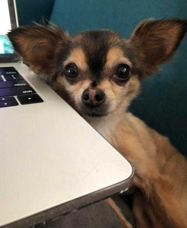 1749702909 532 24 Fotos provando que os chihuahuas sao sim fofos e
