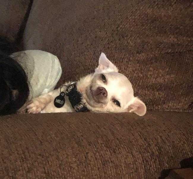 1749702909 74 24 Fotos provando que os chihuahuas sao sim fofos e Como transformar um jeans usado em bolsa