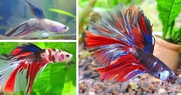 1749704349 623 20 Situacoes interessantes e curiosas que as pessoas avistaram e