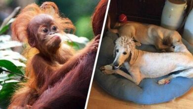 24 animais que estão tendo um dia de cabelo ruim