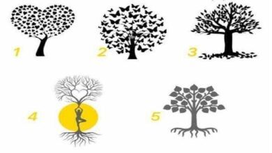 Escolha uma árvore e descubra o que ela diz sobre você