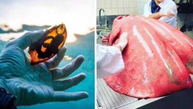 14 coisas interessantes que você provavelmente nunca viu