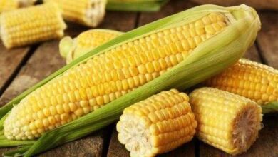 Como controlar o açúcar no sangue, reduzir o colesterol e melhorar a visão com milho d