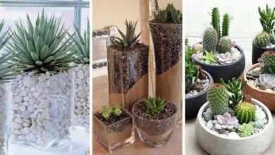 18 Ideias de terrários belíssimos para se inspirar