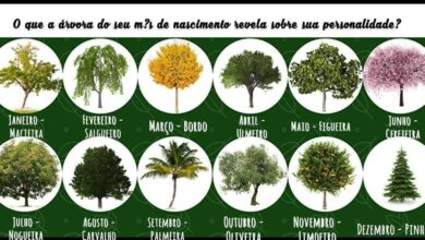 Em qual mês você nasceu? Veja o que a árvore do seu mês revela sobre sua personalidade