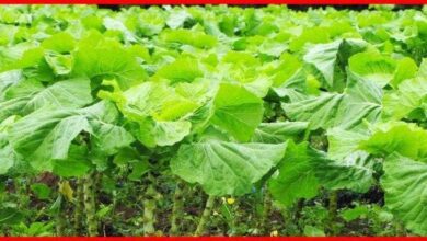 1749788853 11 motivos que vao te convencer a consumir couve a 11 motivos que vão te convencer a consumir couve a partir de agora