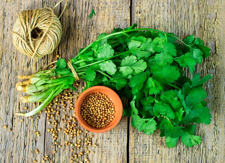 como plantar coentro semente