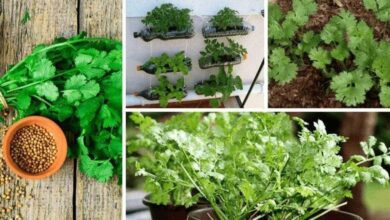 Como Plantar Coentro Em Casa