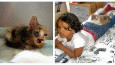Garota salva gato desfigurado que ninguém mais queria