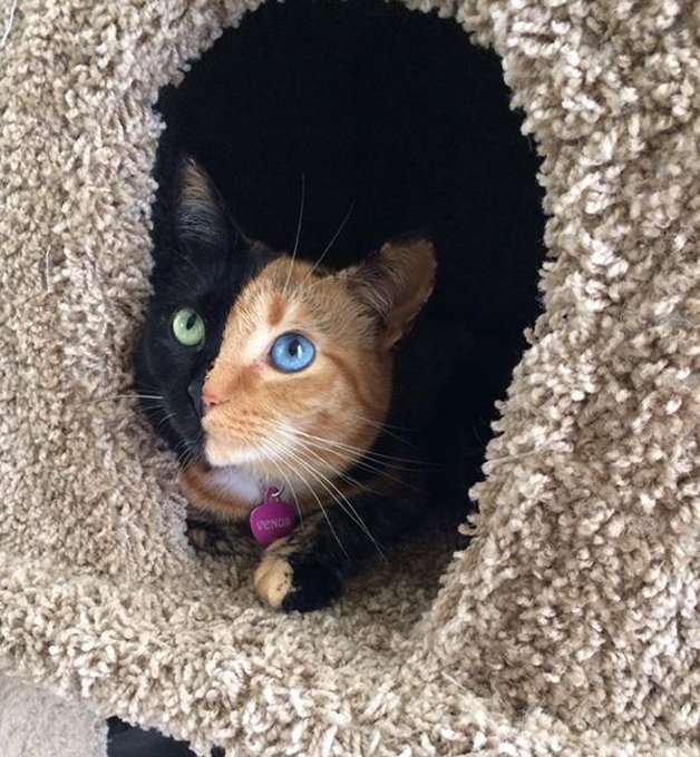 1749891547 308 Gatinha conquista a internet por causa de quimerismo Gatinha conquista a internet por causa da sua aparência incrível