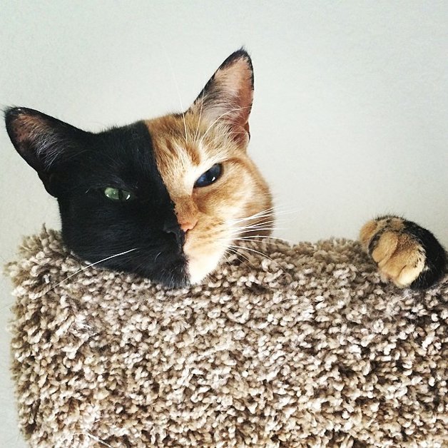 1749891547 801 Gatinha conquista a internet por causa de quimerismo Gatinha conquista a internet por causa da sua aparência incrível