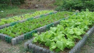 Dicas para fazer horta em casa