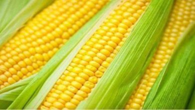 1749897792 Milho verde E saudavel melhora o intestino controla o acucar Milho verde: É saudável, melhora o intestino, controla o açúcar no sangue e protege a visão