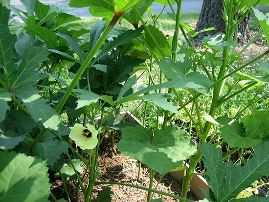 1749898989 392 Como plantar pe de quiabo Como plantar pé de quiabo - Quiabeiro