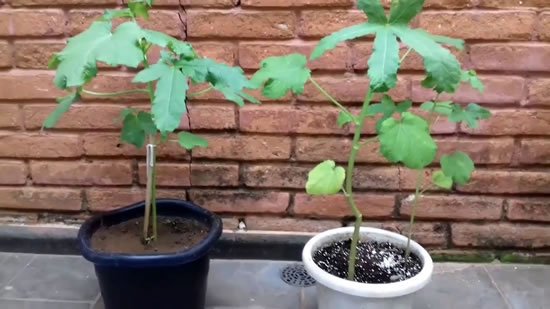 1749898989 830 Como plantar pe de quiabo Como plantar pé de quiabo - Quiabeiro