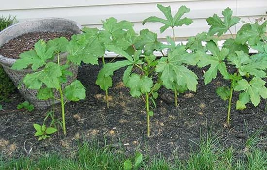 1749898989 932 Como plantar pe de quiabo Como plantar pé de quiabo - Quiabeiro