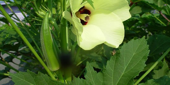 Como plantar pé de quiabo - Quiabeiro